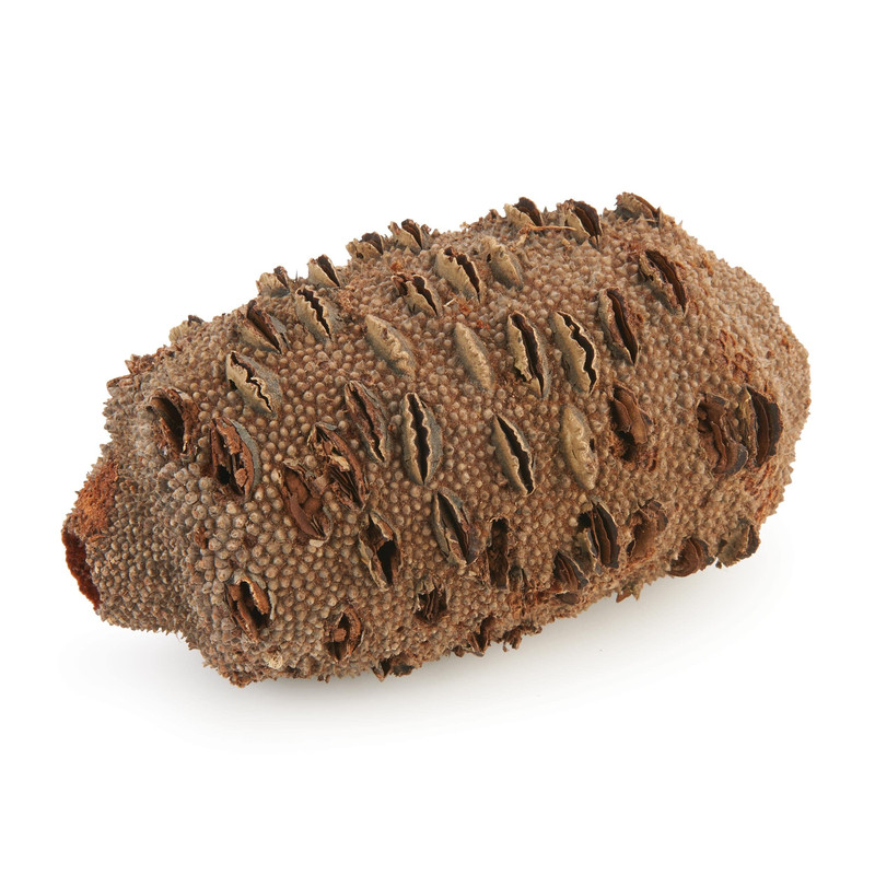 Banksia Pod - Medium